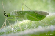 Macrolophus_bioplanet.jpg