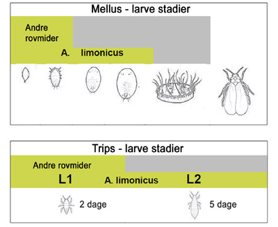 limonicus_byttedyrsstadier.jpg