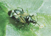 Anthocoris.jpg