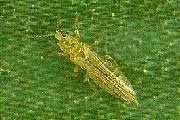 thrips_tabaci.jpg